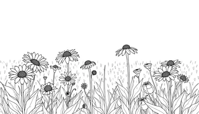 Dessin au trait d'une prairie de marguerites et d'échinacées en différents stades de floraison, avec des tiges fines et de l'herbe en arrière-plan.