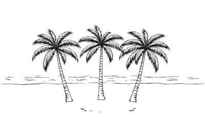 Dessin en noir et blanc d'une plage tropicale avec trois palmiers, un soleil stylisé et l'océan.