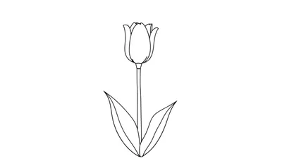Dessin au trait d'une tulipe colorée.