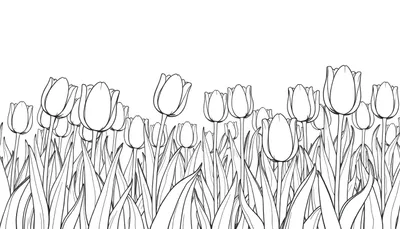 Dessin au trait noir de tulipes sur fond blanc, prêt pour un color panel.