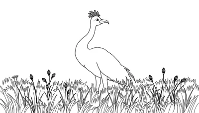 Dessin au trait d'un oiseau ressemblant à une grue dans un champ d'herbe, avec une crête sur la tête, prêt pour le color panel.