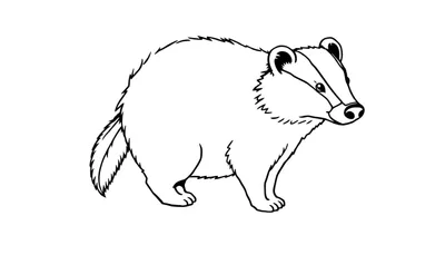 Illustration en noir et blanc d'un blaireau avec une queue de renard, vu de profil.