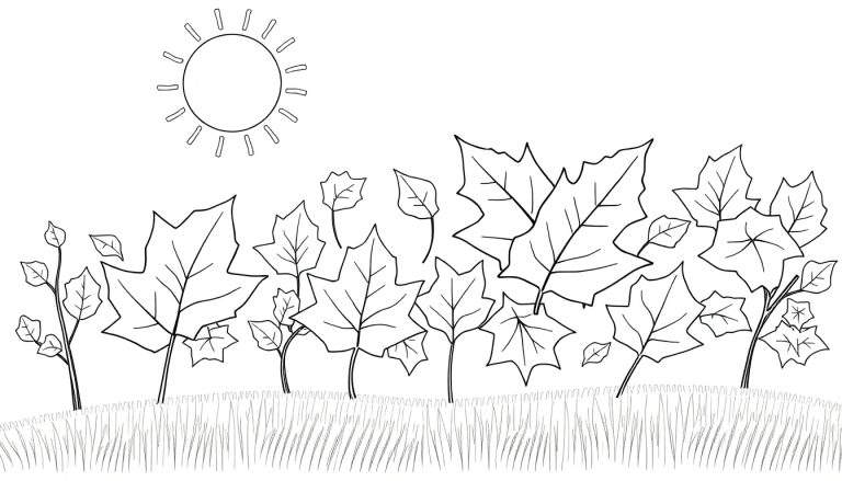 Un dessin au trait simple d'un soleil stylisé et de feuilles d'érable, parfait pour un color panel.